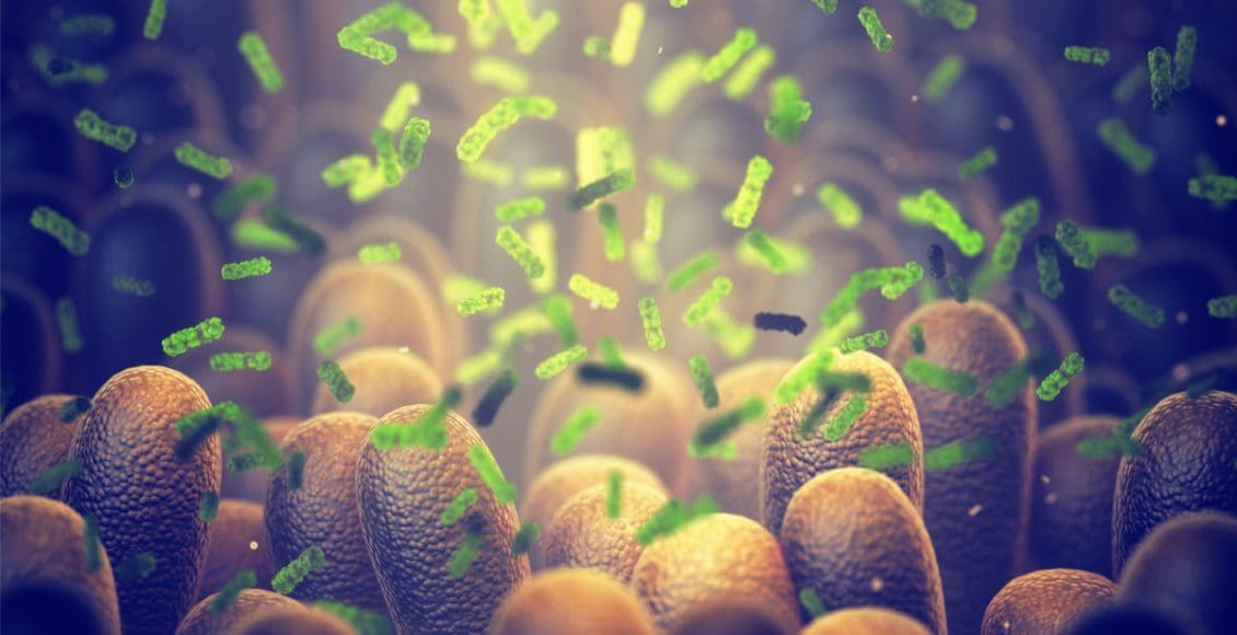 كيف نغذي البكتيريا النافعة