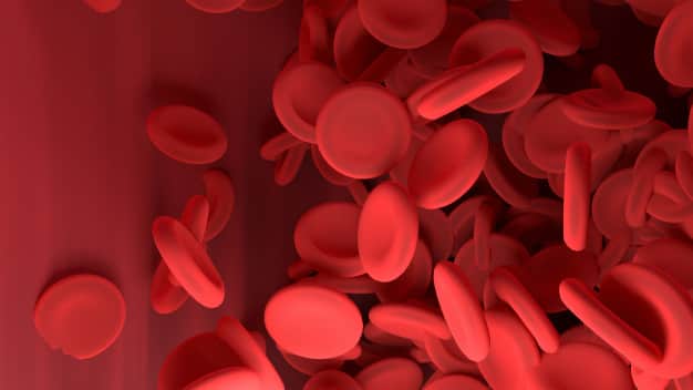 ما هو مصنع الدم في جسم الإنسان