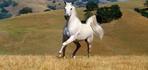 أجمل حصان في العالم وأفضل 9 خيول ‏