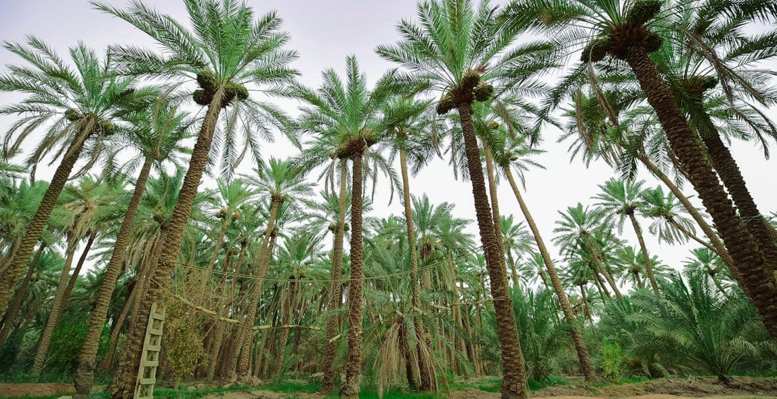 تشتهر المملكة العربية السعودية بزراعة أشجار