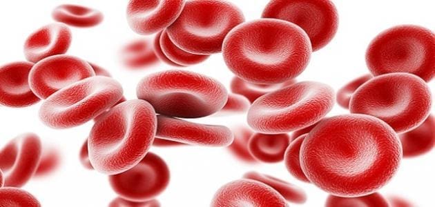 مراحل تكوين كريات الدم الحمراء