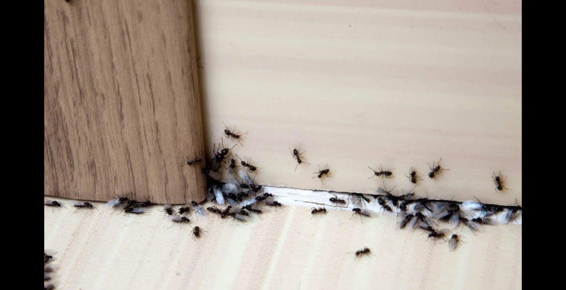 كيف أزيل النمل من البيت