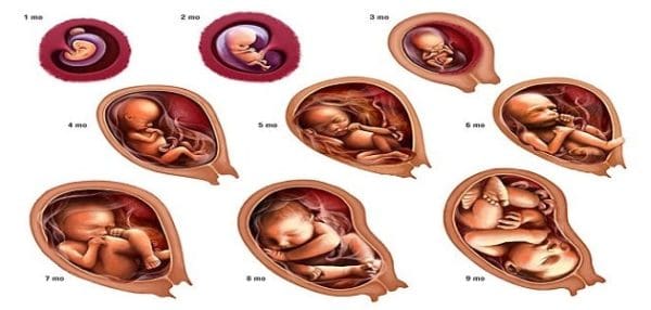 مراحل نمو الجنين وكيفية حماية الجنين داخل الرحم من الأمراض الخطيرة زيادة