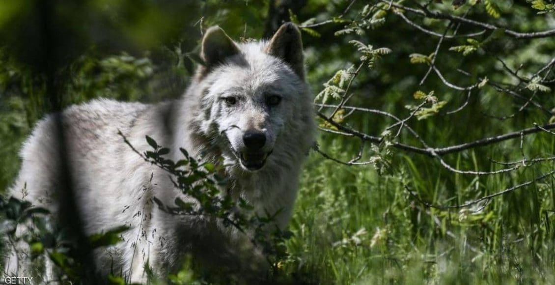 معلومات خطيرة عن الذئب