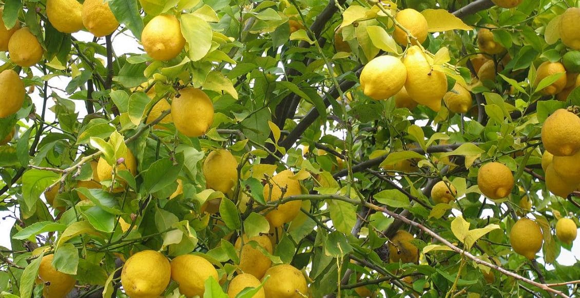 بعد كم سنة تثمر شجرة الليمون