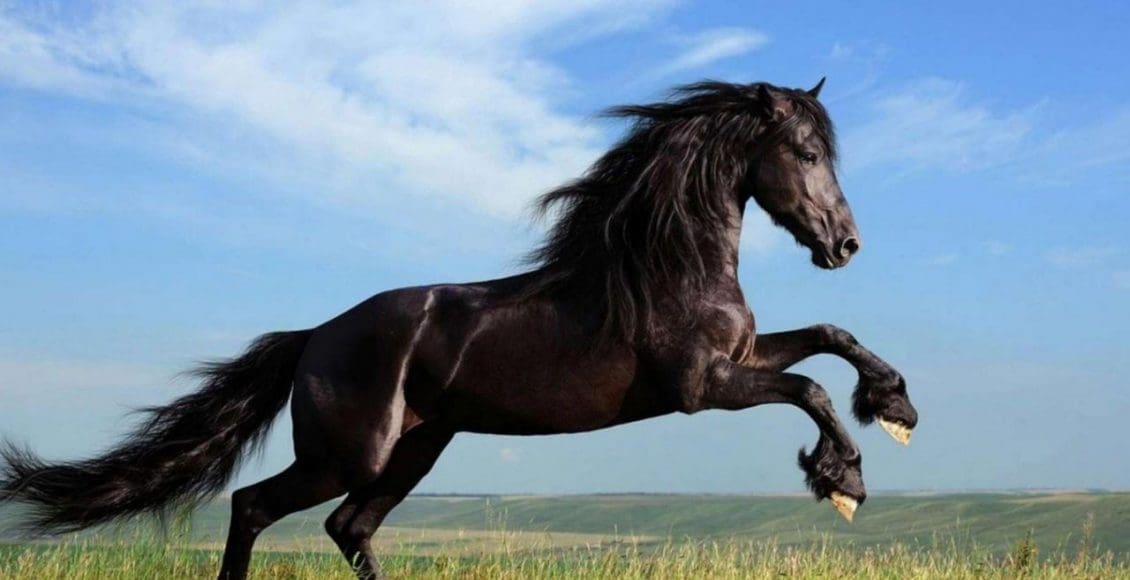 كم سنة يعيش الحصان.. كم عمر الحصان