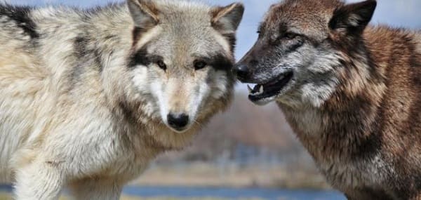 لماذا يخاف الذئب من الكلاب