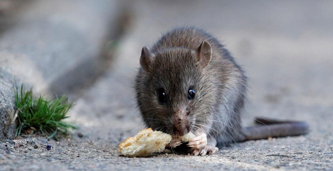 تفسير حلم الخوف من الفأر في المنام