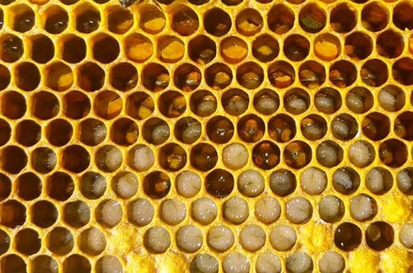 يفية تربية النحل في المنزل للمبتدئين