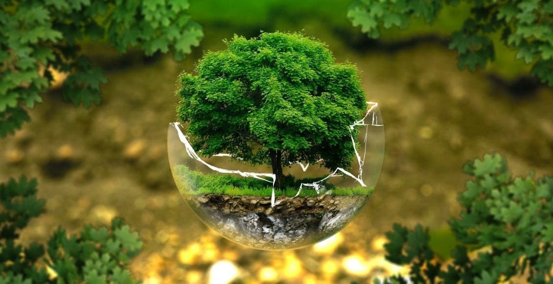 ما هو التوازن البيئي