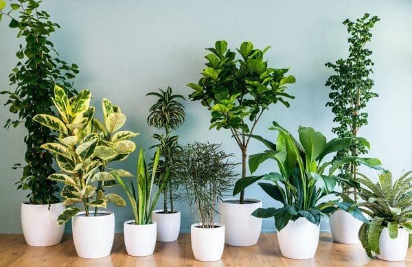 أفضل 8 نباتات منزلية لا تحتاج للشمس موقع زيادة