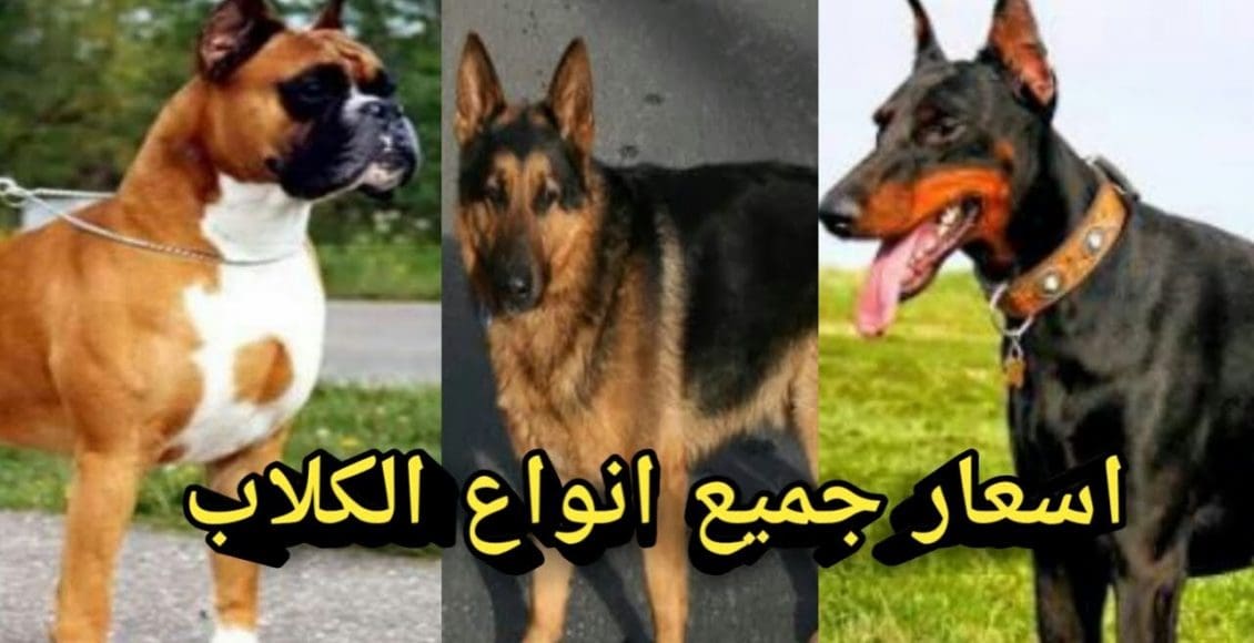 أنواع الكلاب وأسعارها في مصر
