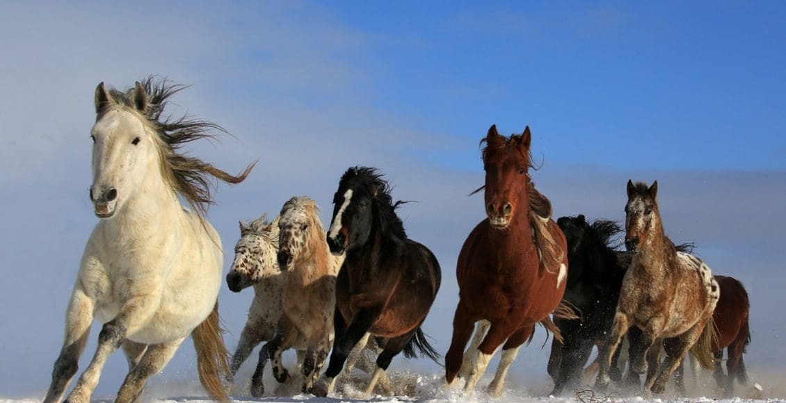 أجمل الصور للخيول العربية الأصيلة