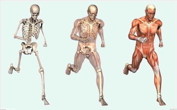 أطول عظمة في جسم الإنسان ما هي؟