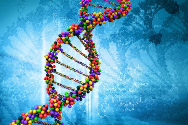 الجين المتقابل المسؤول عن ظهور الصفة الوراثية غير النقية هو
