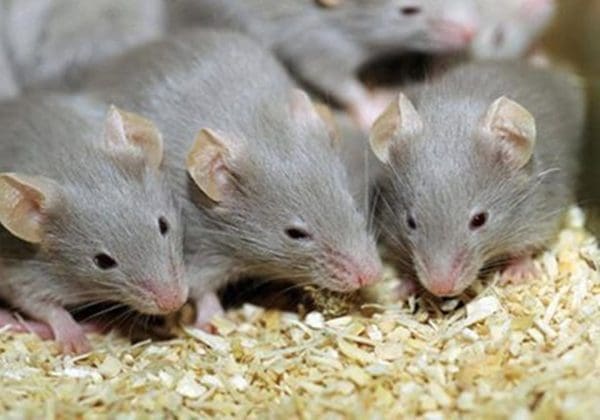 تفسير رؤية الفئران الصغيرة في المنام