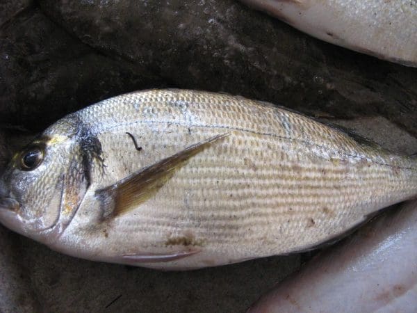سمك الدنيس في مصر