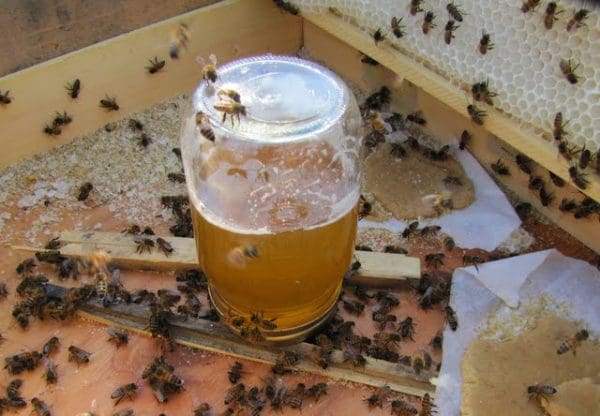 طريقة تغذية النحل في الشتاء