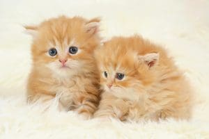 علاج فطريات القطط بالثوم أو الخل أو الديتول في المنزل