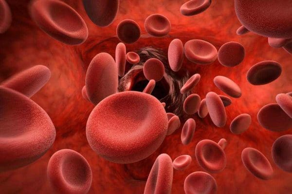 الدم الحمراء خلايا شكل فيديو السؤال: