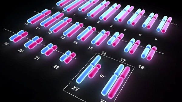 عدد الكروموسومات الموجوده في الخليه الجسدية عند الانسان هي ٤٦ كروموسوم