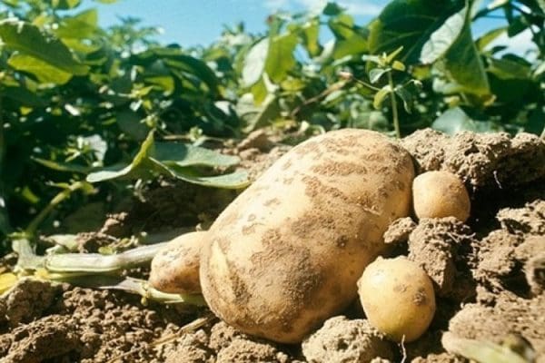 كيفية زراعة البطاطس في مصر