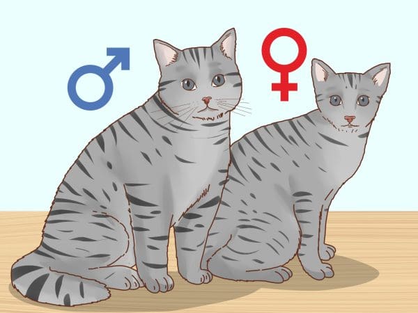 تحديد جنس القطط من خلال الملامح الجسدية