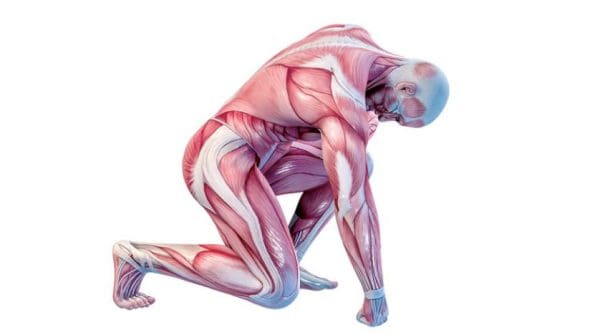 قوة عضلات البطن هي قدرة الفرد في التحمل ، وأيضاً عملها بصورة متكررة ، وذلك من أجل عملية الحفاظ على الانقباض العضلي