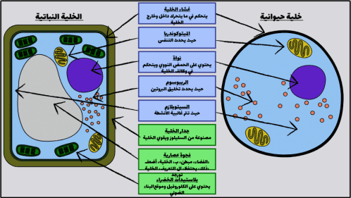 الاختلاف والتشابه بين الخلية النباتية والحيوانية