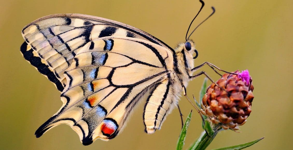 الفراشات والنمل والنحل أمثلة على حشرات تمر خلال دورة حياتها بـ