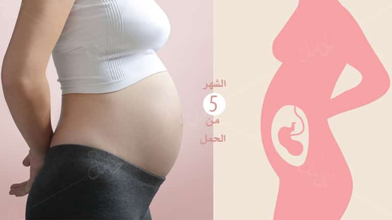 شكل الجنين في الشهر الخامس من الحمل