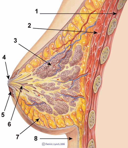 علامات تدل على نمو الثدي عند الإناث