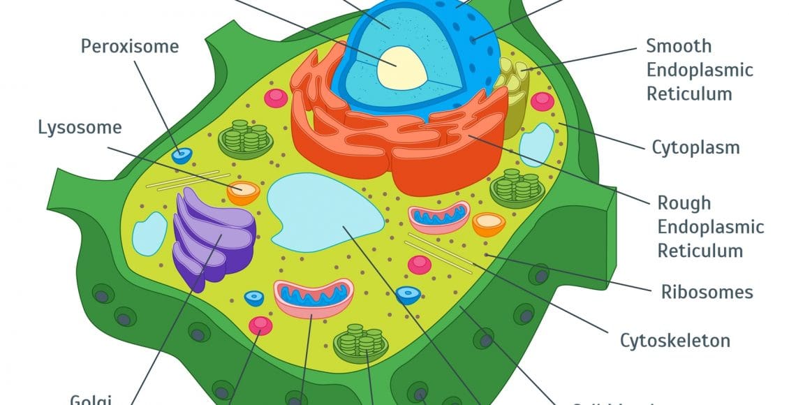 في الخلايا النباتية يتخصر الغشاء الخلوي في الوسط