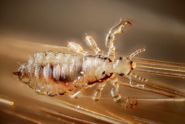 العديدة مجموعات و تنقسم الحشرات المفصليات أربع الأرجل إلى و القشريات العنكبيات هي و تنقسم المفصليات
