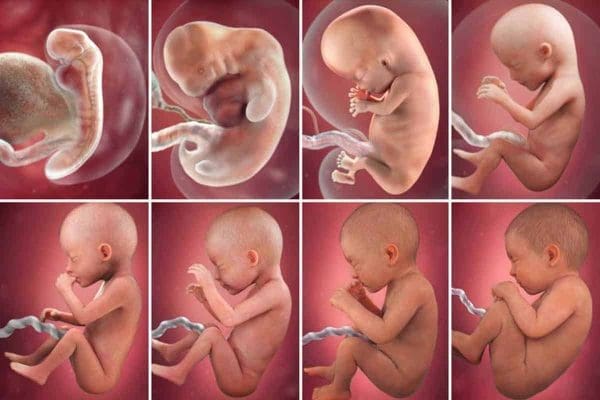 مراحل نمو الجنين شهريا بالصور في الثلث الأخير من الحمل