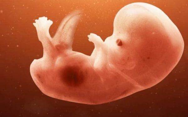 مراحل نمو الجنين بالصور شهريًا والأعراض المصاحبة النمو موقع زيادة