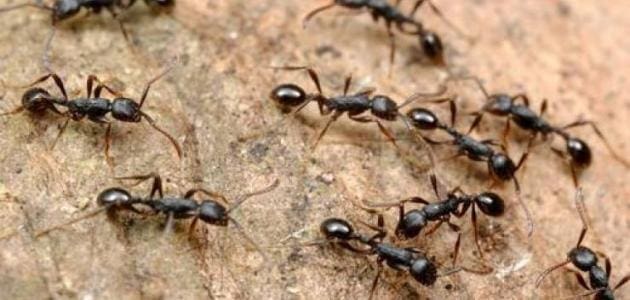 أفضل طرق القضاء على النمل في البيت مجربة وأكيدة
