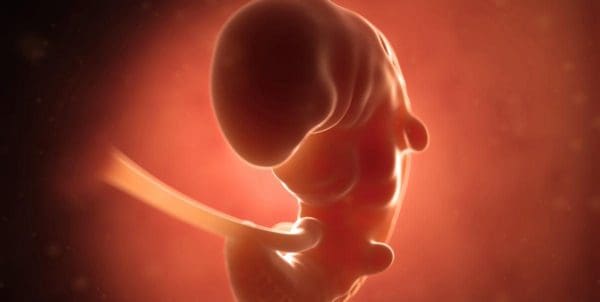 مراحل نمو الجنين بالصور شهريًا والأعراض المصاحبة النمو موقع زيادة