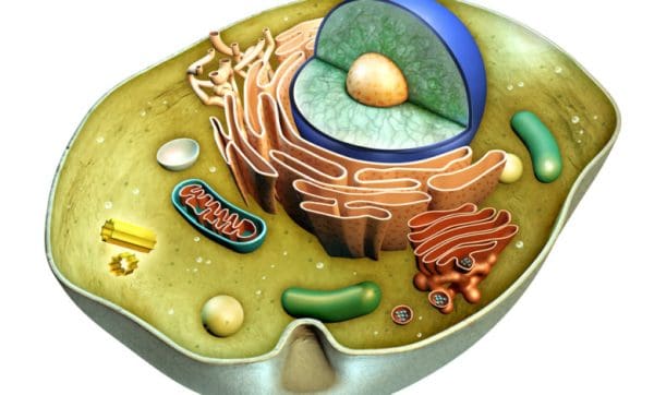 لا تصنع الخلايا الحيوانية غذائها بنفسها لأنها تفتقر إلى