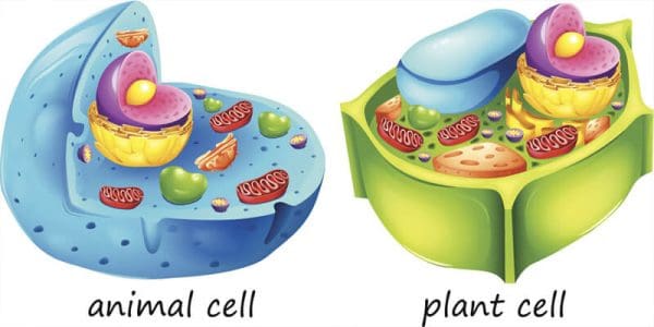 لا تصنع الخلايا الحيوانية غذائها بنفسها لأنها تفتقر إلى