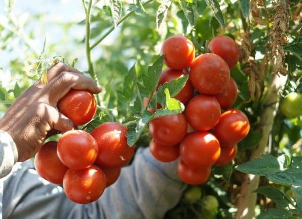 كيفية زراعة الطماطم في فصل الشتاء