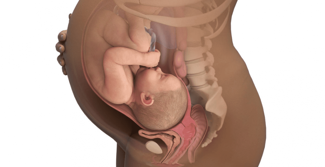 وضعية رأس الجنين في الشهر الخامس
