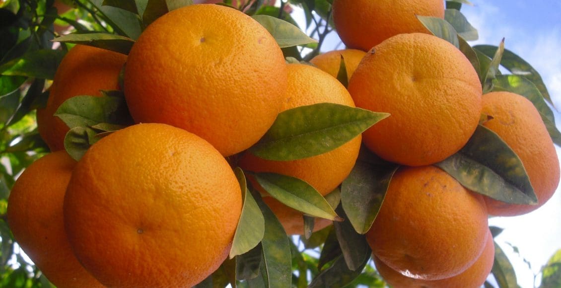 تفسير حلم إعطاء البرتقال في المنام