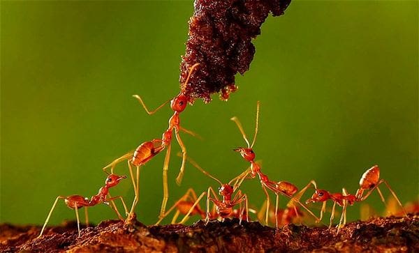 سبب نزول سورة النمل
