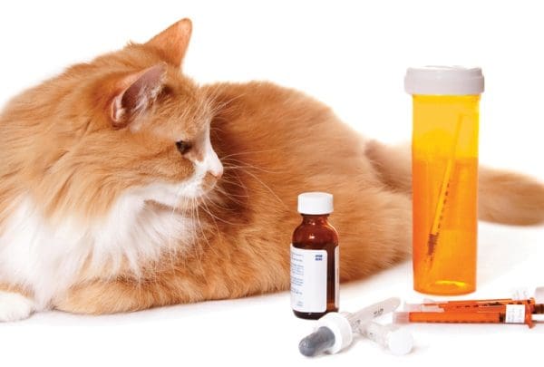 علاج التهاب الحلق عند القطط