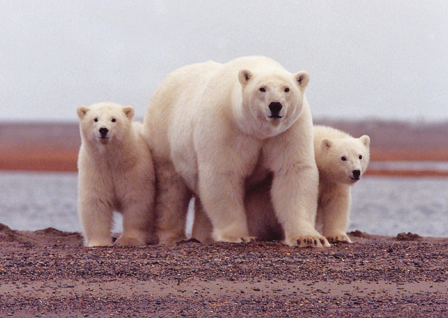 معلومات عن الدب القطبي موقع زيادة