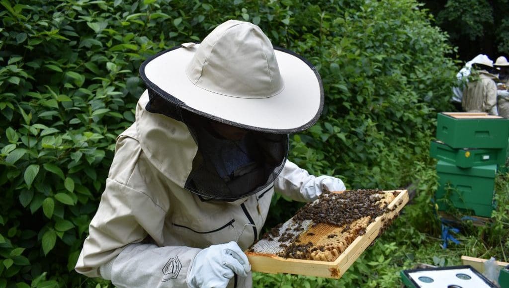 أفضل مواقع تربية النحل 2022