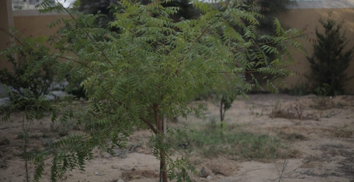 أسماء شجرة النيم في السعودية 