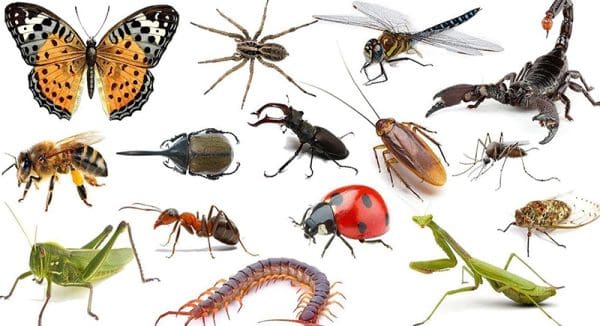 تفسير حلم الحشرات للعزباء لابن شاهين