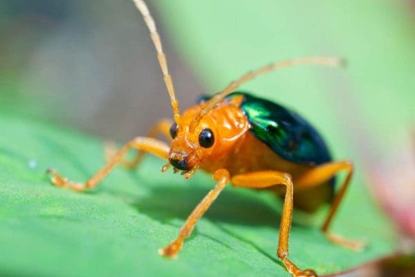 تفسير حلم الحشرات للعزباء